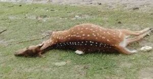 সুন্দরবনে আরও ১৫ হরিণের মৃতদেহ উদ্ধার