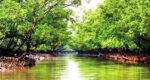 সুন্দরবন প্রবেশে ৩ মাসের নিষেধাজ্ঞা