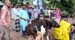 জগন্নাথপুরে বিনামূল্যে ৩ শতাধিক গবাদিপশুর চিকিৎসা প্রদান
