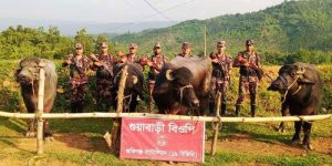 জৈন্তায় ১৬ লাখ টাকা মূল্যের ভারতীয় গরু-মহিষ আটক