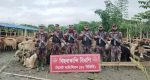 সীমান্তে তিন কোটি টাকার ২৭৯টি ভারতীয় গরু-মহিষ আটক