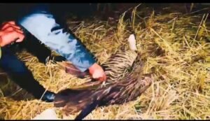 মৌলভীবাজারে বিরল প্রজাতির শকুন উদ্ধার