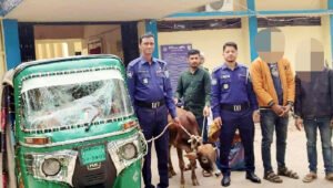 বিয়ানীবাজারে চোরাই গরুসহ সিএনজি জব্দ