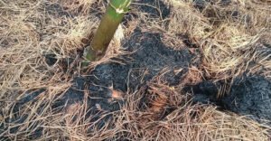 কমলগঞ্জে খড়ের গাদা পুড়িয়ে দিয়েছে দুস্কৃতকারীরা