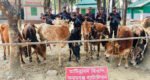 সুনামগঞ্জে ১৪টি ভারতীয় গরু আটক