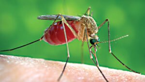 মশার অসহনীয় উপদ্রব