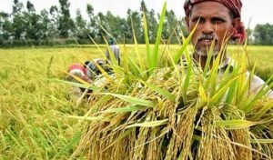 ৬ মাসে কৃষিঋণ বিতরণ ২১ হাজার কোটি টাকা