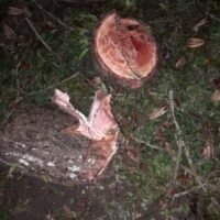 শাবিতে গাছ কেটে নিলেন স্কুল শিক্ষক, তদন্ত কমিটি গঠন