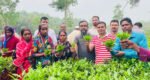 প্রাণ ফিরেছে চা বাগানে