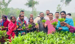 প্রাণ ফিরেছে চা বাগানে