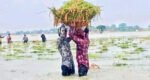 দিরাই শাল্লার হাওরে অতিবৃষ্টিতে তলিয়ে গেছে সোনালী ফসল