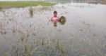আবহাওয়ার পূর্বাভাস উদ্বেগজনক : সুনামগঞ্জে বন্যার শঙ্কা, ধান কাটার নির্দেশনা