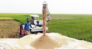 বাম্পার ফলনেও কৃষকের কপালে ভাঁজ