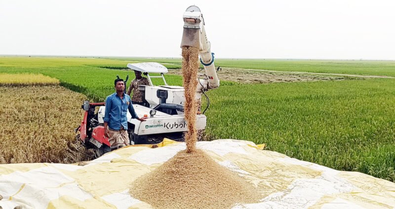 বাম্পার ফলনেও কৃষকের কপালে ভাঁজ