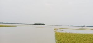 টানা বৃষ্টি ও পাহাড়ি ঢলে কমলগঞ্জে নিমজ্জিত বোরোধান