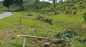 মিরতিংগা চা বাগানের ছায়াবৃক্ষ চুরি