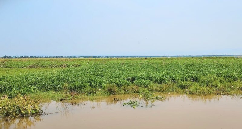 মৌলভীবাজারে হাওরে তলিয়ে গেছে ১৯০ হেক্টর বোরো ধান