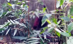 বিশ্বনাথে জঙ্গলে নিখোঁজ তরুণীর অর্ধগলিত মরদেহ