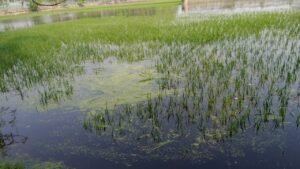 বানিয়াচংয়ে বৃষ্টিতে তলিয়ে গেল ৫শ একর বোরো ফসল