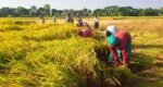 হাওরে ধান কাটায় দুর্ভোগের শেষ নেই