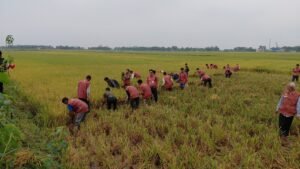 হাওরে পাকা ধান কেটে দিল আনসার-ভিডিপির সদস্যরা