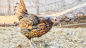 সবচেয়ে বেশি বয়স নিয়ে গিনেস ওয়ার্ল্ড রেকর্ডসে মুরগী