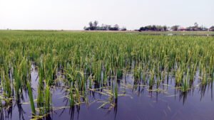 সুনামগঞ্জে জলাবদ্ধতায় ডুবছে ফসল