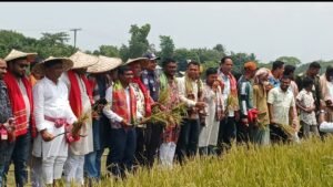 তাহিরপুরে ধান কাটা উদ্বোধন