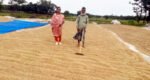 শান্তিগঞ্জে সরকারীভাবে ধান কেনা শুরু : দামে ক্ষতিগ্রস্ত কৃষক