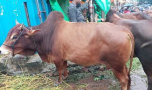 সিলেট থেকে কেনা ৩টি কোরবানির গরু ব্রাহ্মণবাড়িয়ায় ছিনতাই : ঢাকায় উদ্ধার