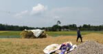 কৃষকের মুখে হাসি,  ঘরে উঠছে ধান