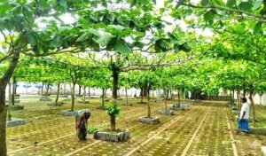 টিলাগড় মদনী ঈদগাহে প্রকৃতির ছায়ায় ঈদের জামাত, ঐতিহ্য আর সৌন্দর্যের অনন্য মিলনস্থল