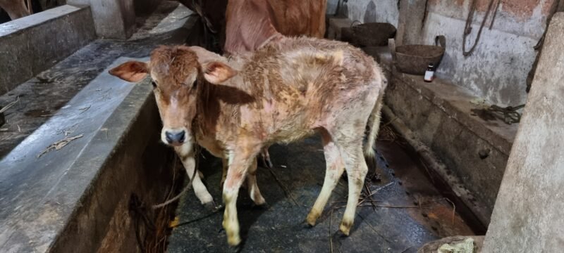 গোবাদি পশুতে ‘এলএসডি’ আতঙ্ক
