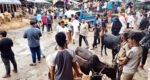 সিলেটে জমে উঠার অপেক্ষায় কোরবানীর পশুর হাট