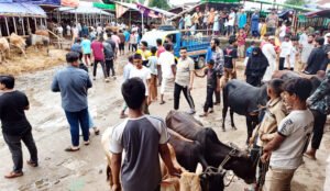 সিলেটে জমে উঠার অপেক্ষায় কোরবানীর পশুর হাট