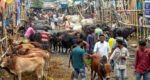সিলেটে এবার কমছে অস্থায়ী পশুর হাট