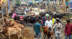 সিলেটে এবার কমছে অস্থায়ী পশুর হাট