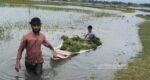 হাওরে বন্যার উন্নতি
