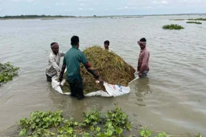 হাওরে বন্যার উন্নতির আভাস