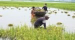 সুনামগঞ্জে কৃষকের হাহাকার