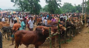 সুনামগঞ্জে গরু বেশি, ক্রেতা কম