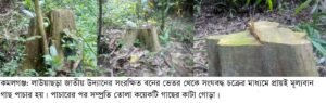 লাউয়াছড়ায় গাছ পাচারের অভিযোগ, তদন্তের আশ্বাস ইউএনও’র