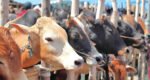 সিলেট বিভাগে সবচেয়ে কম পশু কোরবানি