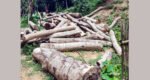 সাবাজপুর চা বাগানে অনুমতি ছাড়াই লাখ লাখ টাকার গাছ কর্তন, ম্যানেজারের বিরুদ্ধে মামলা