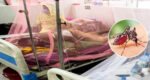 আরও ১০ ডেঙ্গুরোগী শনাক্ত : আক্রান্ত বেড়ে ২৪৮