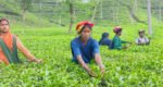 চা শিল্পের উন্নয়নে কমিটি