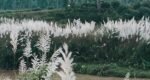 শরতের শুভ্রতায় মুগ্ধ শ্রীমঙ্গলের কাশবন