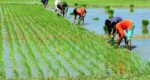 আজমিরীগঞ্জে দ্বিমুখী চাপে বোরো চাষিরা 