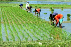 আজমিরীগঞ্জে দ্বিমুখী চাপে বোরো চাষিরা 