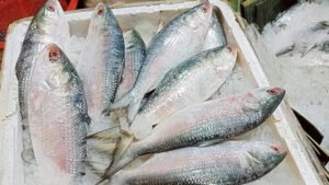 ভারতীয় ইলিশ আমদানি বন্ধ 